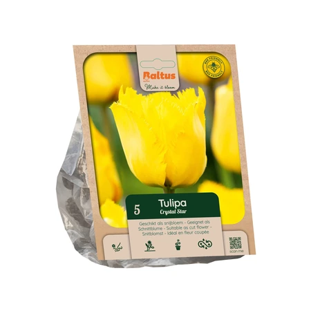 Tulipa Fringed Crystal Star per 5