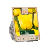Tulipa Fringed Crystal Star per 5