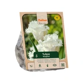Tulipa Fringed Honeymoon per 5