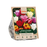 Tulipa Fringed Mixed per 5
