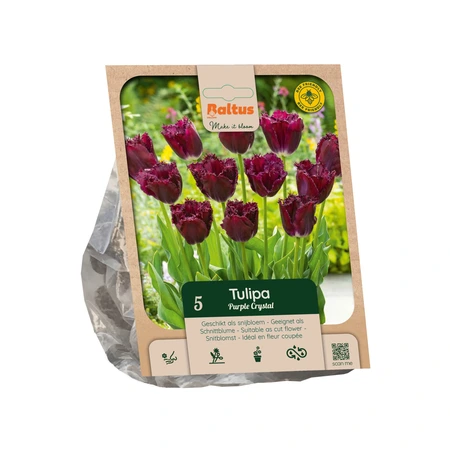 Tulipa Fringed Purple Crystal per 5