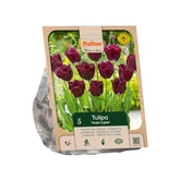 Tulipa Fringed Purple Crystal per 5
