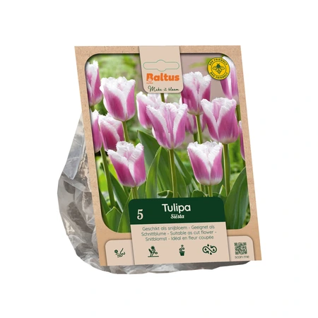 Tulipa Fringed Siësta per 5
