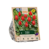 Tulipa Greigii Friendly Fire per 5