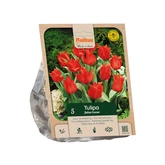 Tulipa Greigii Julius Caesar per 5