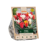 Tulipa Greigii Peacock Mixed per 5