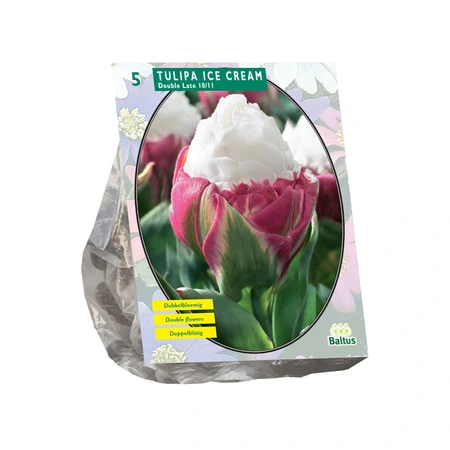 Tulipa Ice Cream per 5 - afbeelding 1