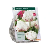 Tulipa  Ice Wonder per 10 - afbeelding 1