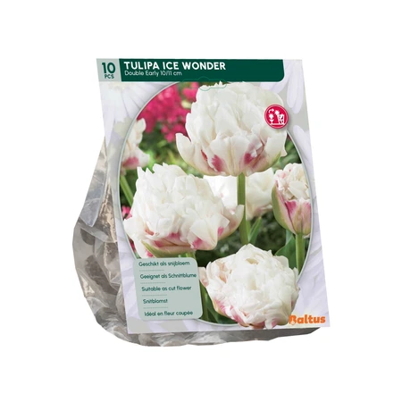 Tulipa  Ice Wonder per 10 - afbeelding 2