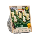 Tulipa Kaufmanniana Concerto per 5