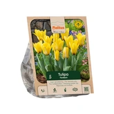 Tulipa Kaufmanniana Partitura per 5