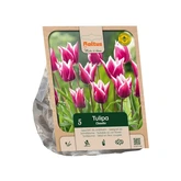 Tulipa Lily-flowered Claudia per 5