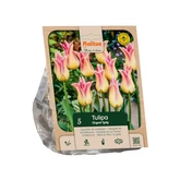 Tulipa Lily-flowered Elegant Lady per 5