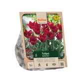Tulipa Lily-flowered Lasting Love per 5