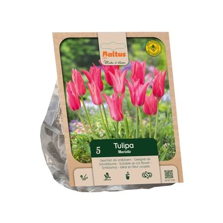 Tulipa Lily-flowered Mariette per 5