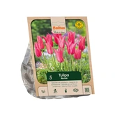 Tulipa Lily-flowered Mariette per 5