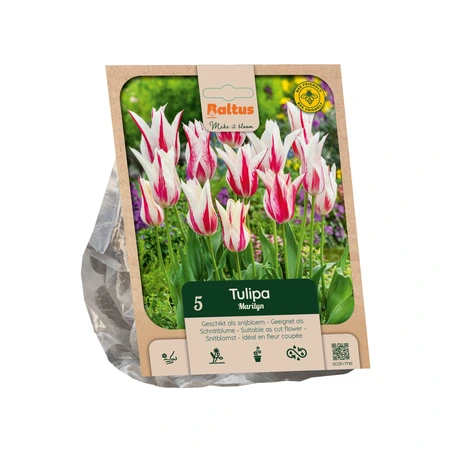 Tulipa Lily-flowered Marilyn per 5