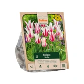 Tulipa Lily-flowered Marilyn per 5
