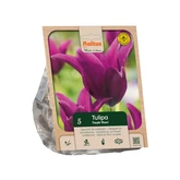 Tulipa Lily-flowered Purple Heart per 5
