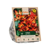 Tulipa Little Princess per 10
