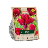 Tulipa Multiflora Fiery Club per 3