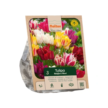 Tulipa Multiflora Mixed per 3
