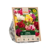 Tulipa Multiflora Mixed per 3