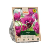 Tulipa Multiflora Night Club per 3