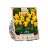 Tulipa Multiflora Sunshine Club per 3