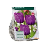 Tulipa Negrita, Triumph per 12