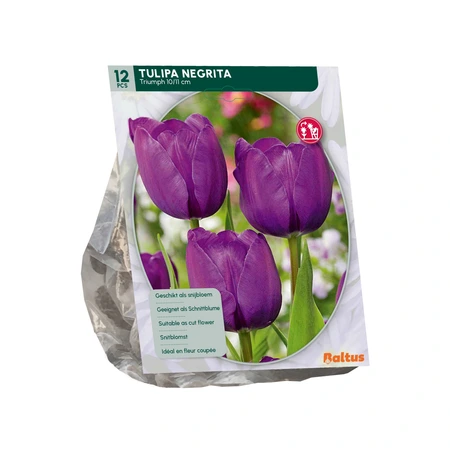 Tulipa Negrita, Triumph per 12 - afbeelding 2