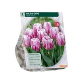 Tulipa Ohio, Triumph per 9