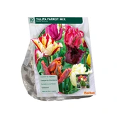 Tulipa Parkiet Mix per 10
