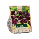 Tulipa Parrot Black Parrot per 3