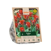 Tulipa Parrot Rococo per 3