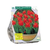 Tulipa Praestans Zwanenburg per 25