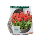 Tulipa Praestans Zwanenburg per 25 - afbeelding 2
