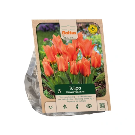 Tulipa Princess Household per 5