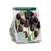 Tulipa Queen of Night per 10 - afbeelding 1