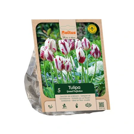Tulipa Rembrandt Grand Perfection per 5