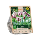 Tulipa Rembrandt Grand Perfection per 5
