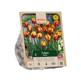 Tulipa Rembrandt Helmar per 5