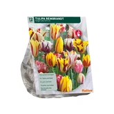 Tulipa Rembrandt Mix per 12
