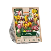 Tulipa Rembrandt Mixed per 5