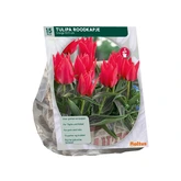 Tulipa Roodkapje, Greigii per 15