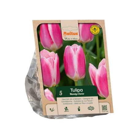 Tulipa Single Early Mandys Choice per 5