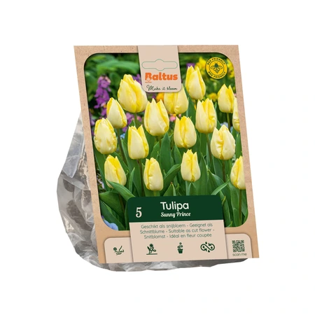 Tulipa Single Early Sunny Prince per 5