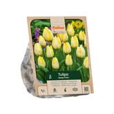 Tulipa Single Early Sunny Prince per 5