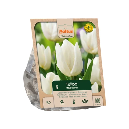 Tulipa Single Early White Prince per 5