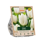 Tulipa Single Early White Prince per 5
